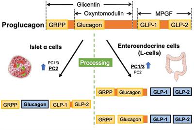 Relevance of Autophagy Induction by Gastrointestinal Hormones: Focus on the Incretin-Based Drug Target and Glucagon